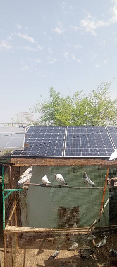 3 panel 275 watt
