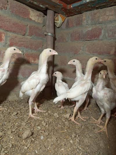 white shamo age 1month