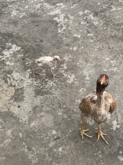 Reza aseel + chicks +hen