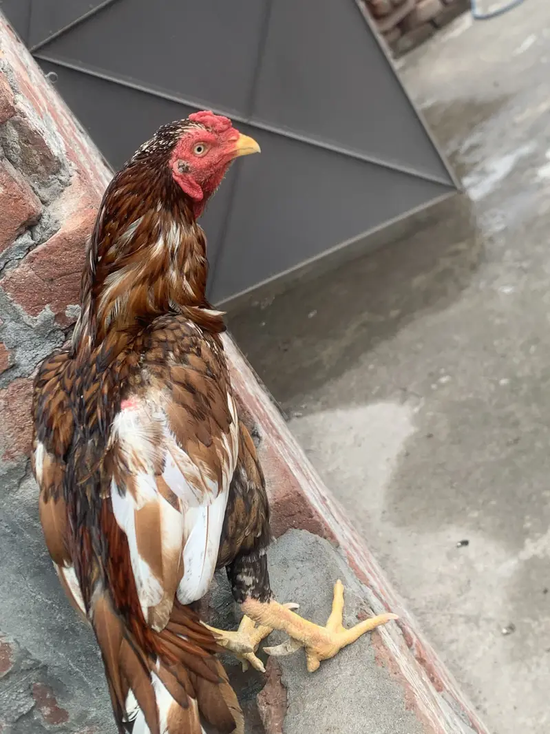 Reza aseel + chicks +hen — photo 2