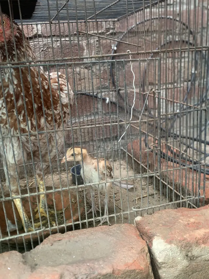 Reza aseel + chicks +hen — photo 3