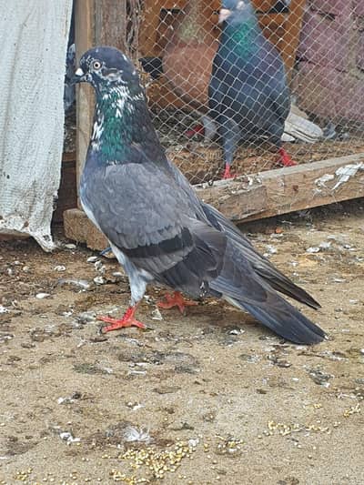 Chapra Pair
