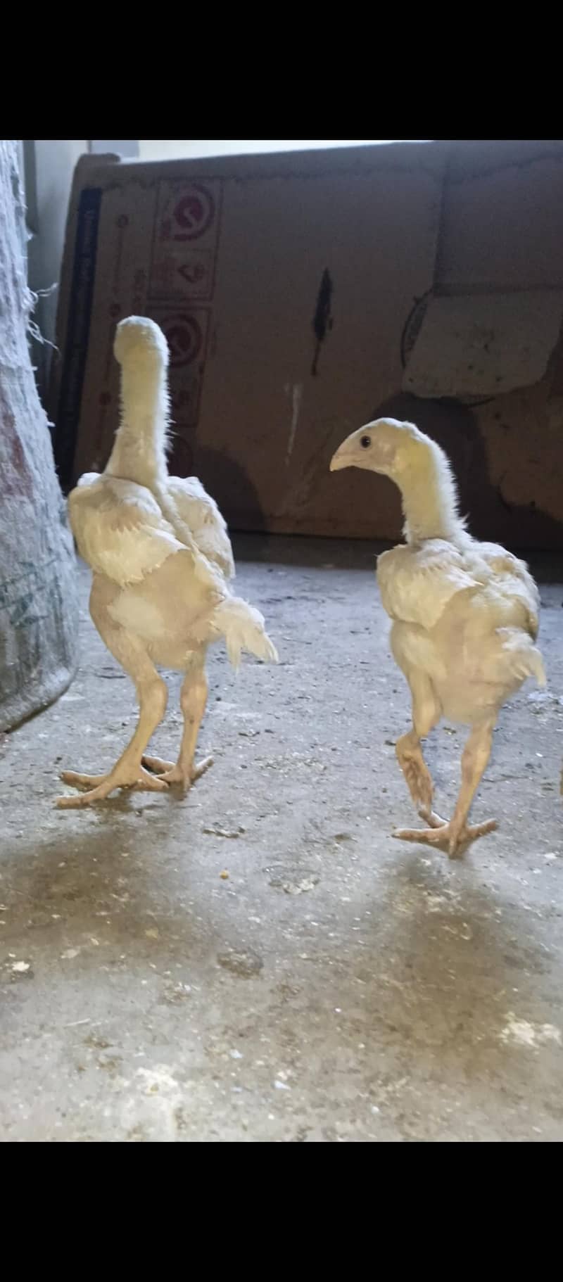 White Shamo chicks 0