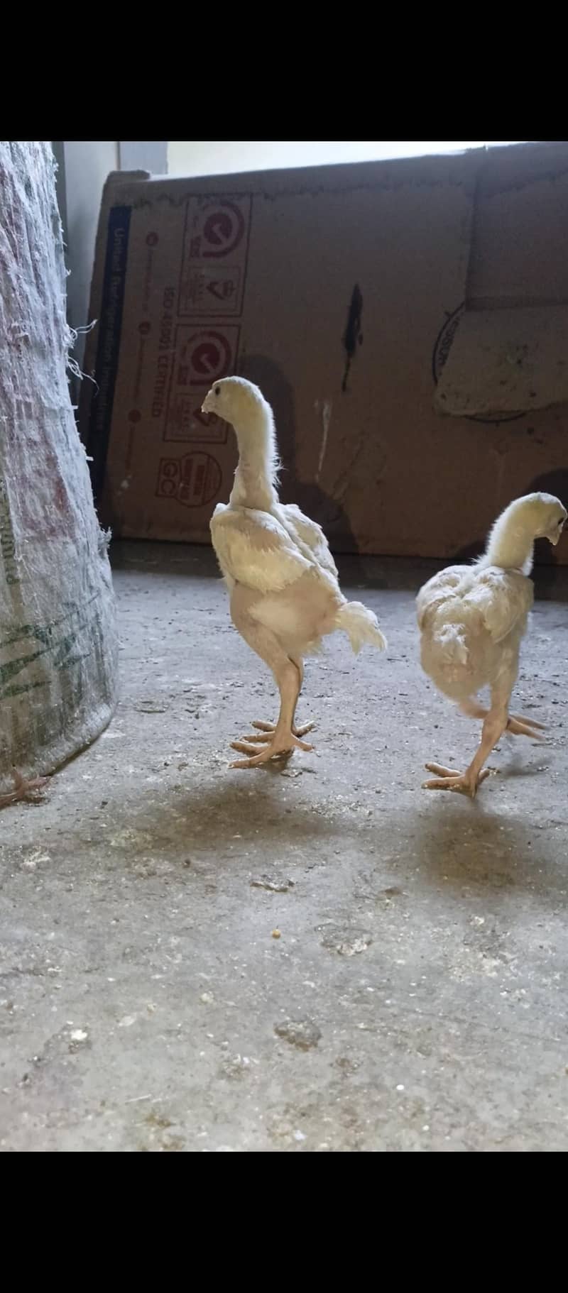 White Shamo chicks 1
