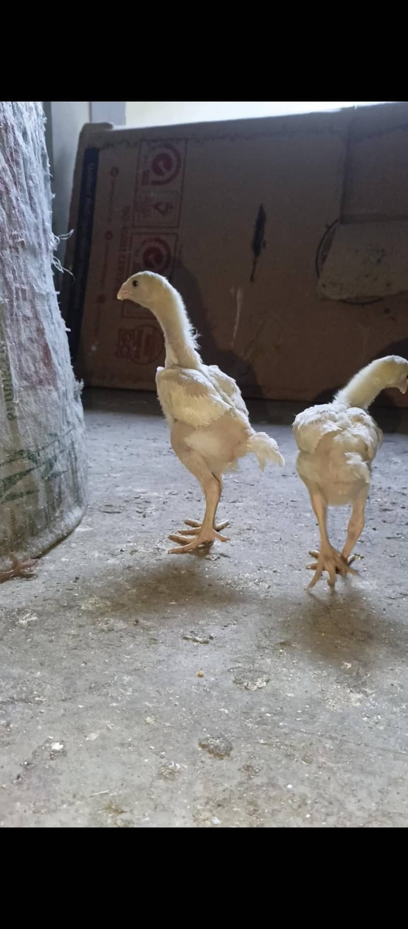 White Shamo chicks 2