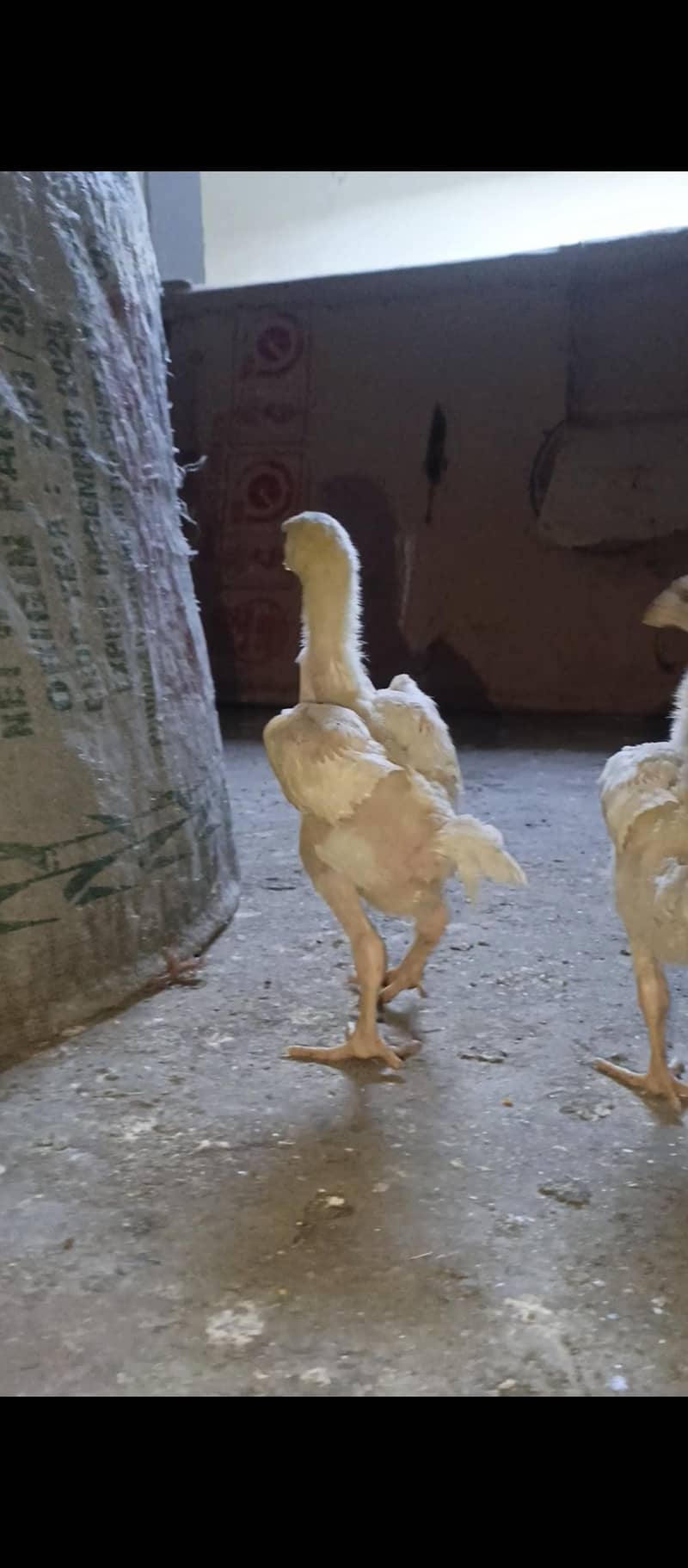 White Shamo chicks 3