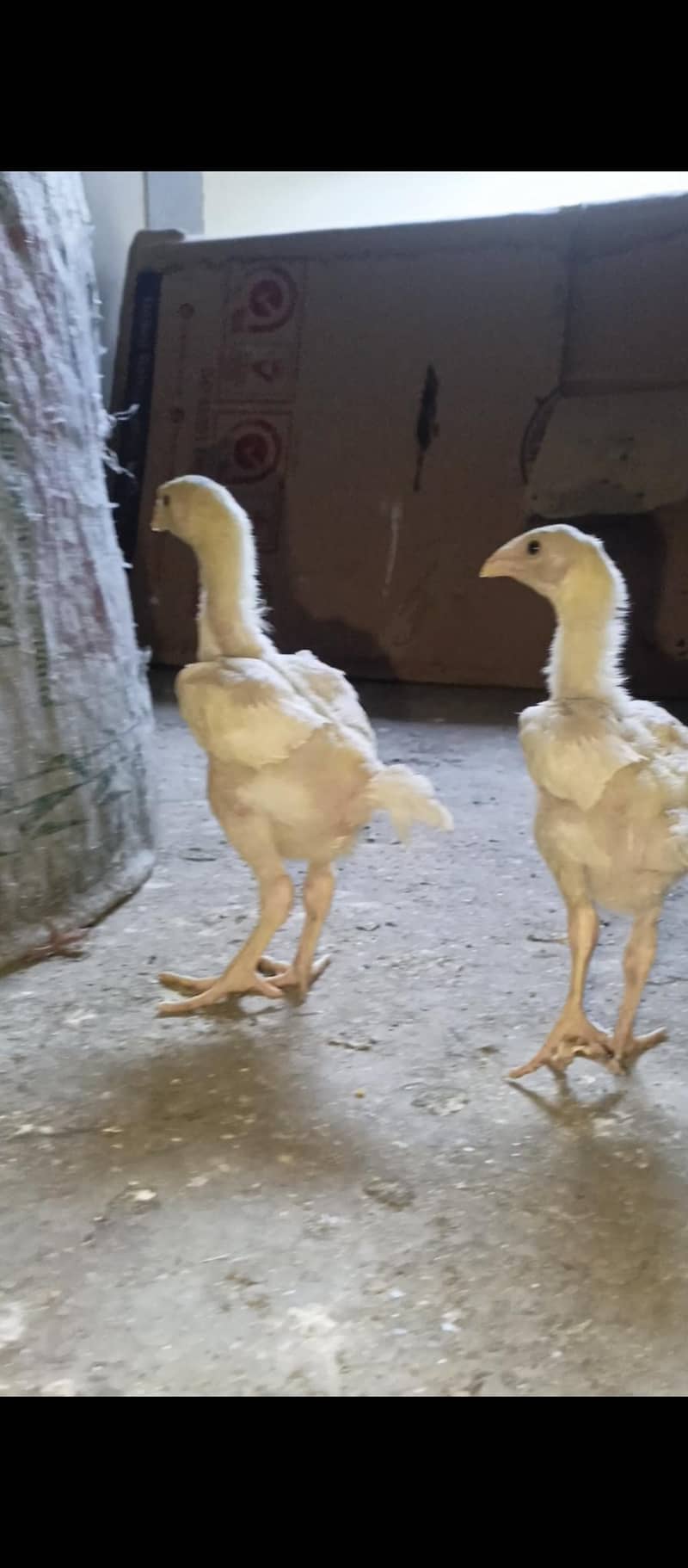 White Shamo chicks 4