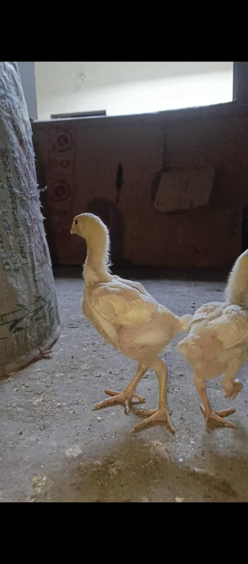 White Shamo chicks 5