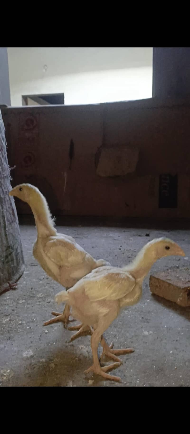 White Shamo chicks 6