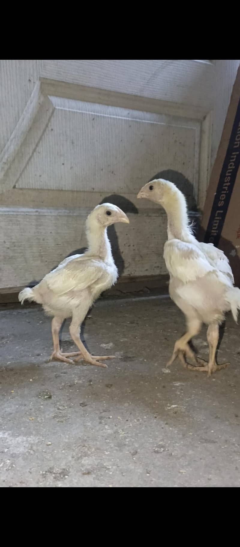 White Shamo chicks 7