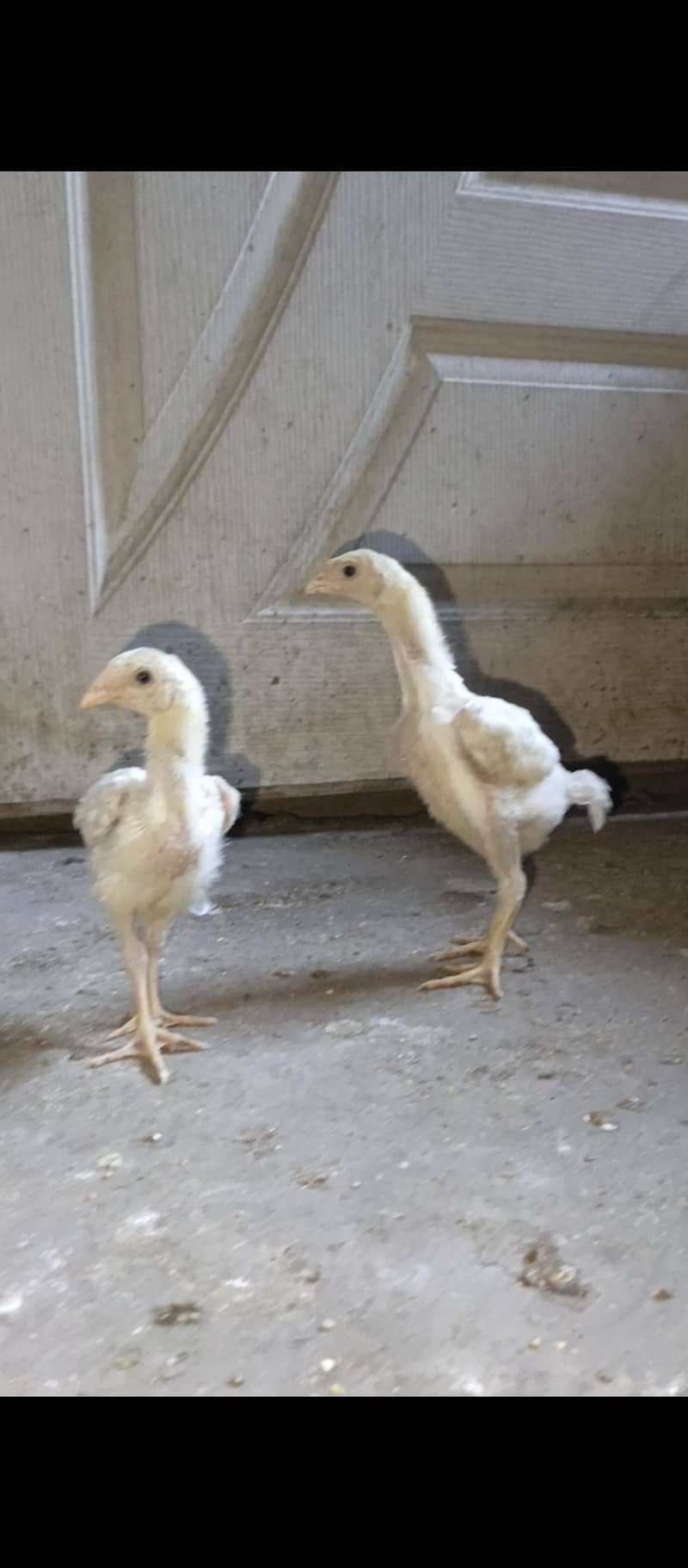 White Shamo chicks 8