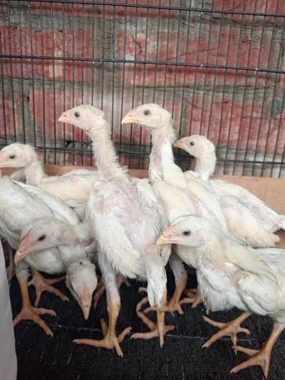 white O shamo chiks 1 month+ age