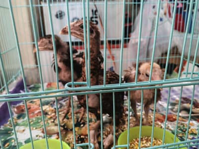 3 Hens 2 female 1 male urgent sale 7000 with cage 03074339118