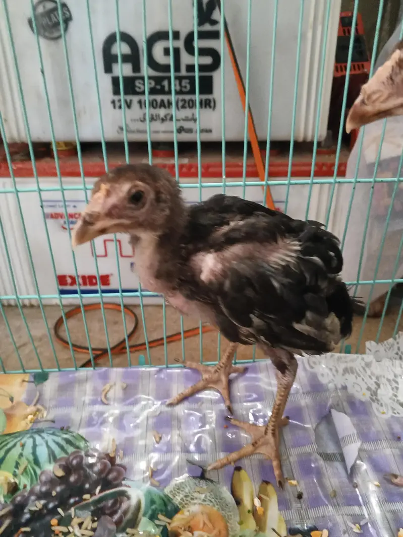 3 Hens 2 female 1 male urgent sale 7000 with cage 03074339118 — photo 2