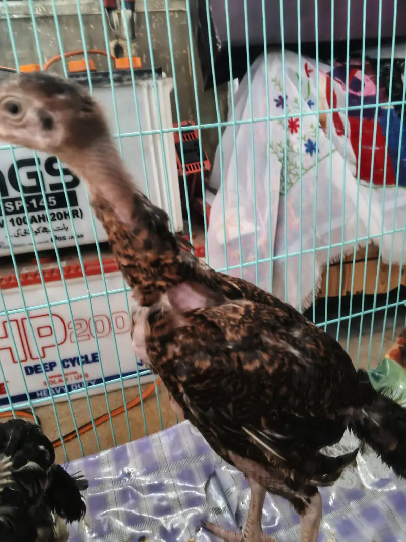 3 Hens 2 female 1 male urgent sale 7000 with cage 03074339118 — photo 3