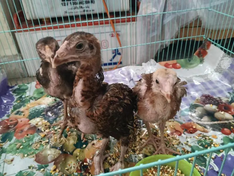 3 Hens 2 female 1 male urgent sale 7000 with cage 03074339118 — photo 4