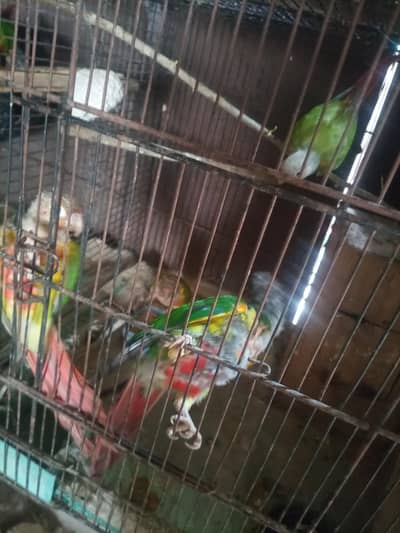 conure