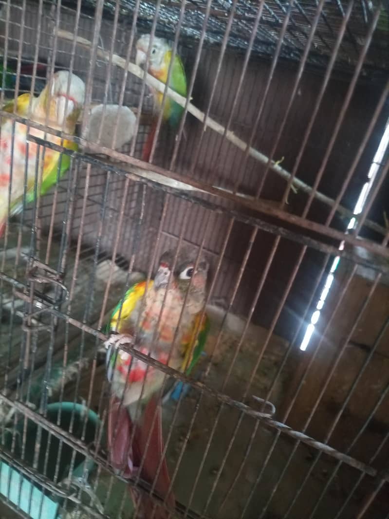 conure 1