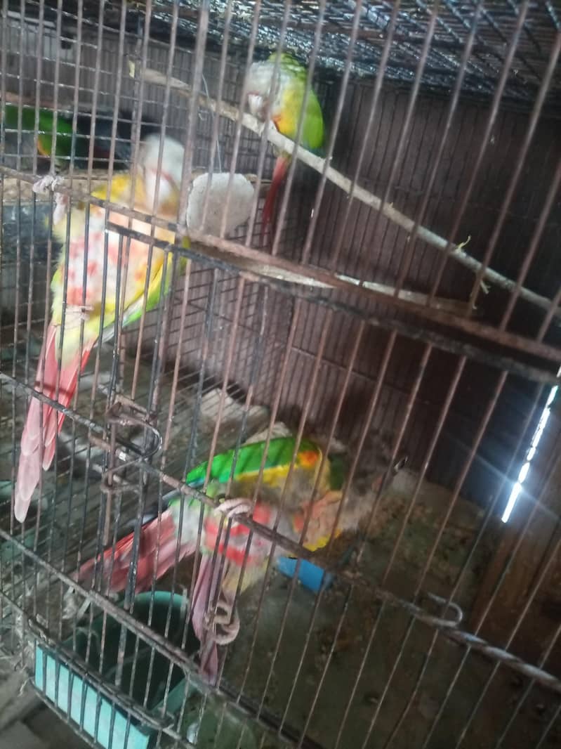 conure 2