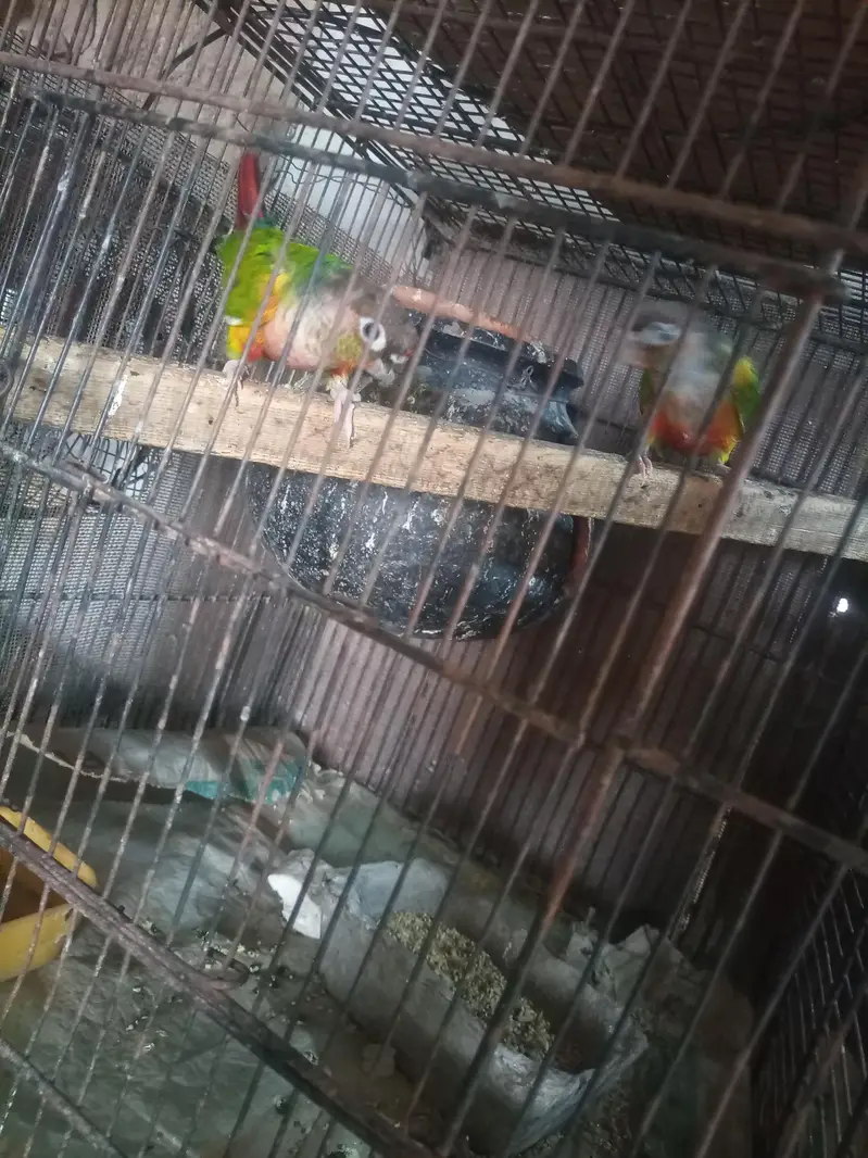 conure — photo 4