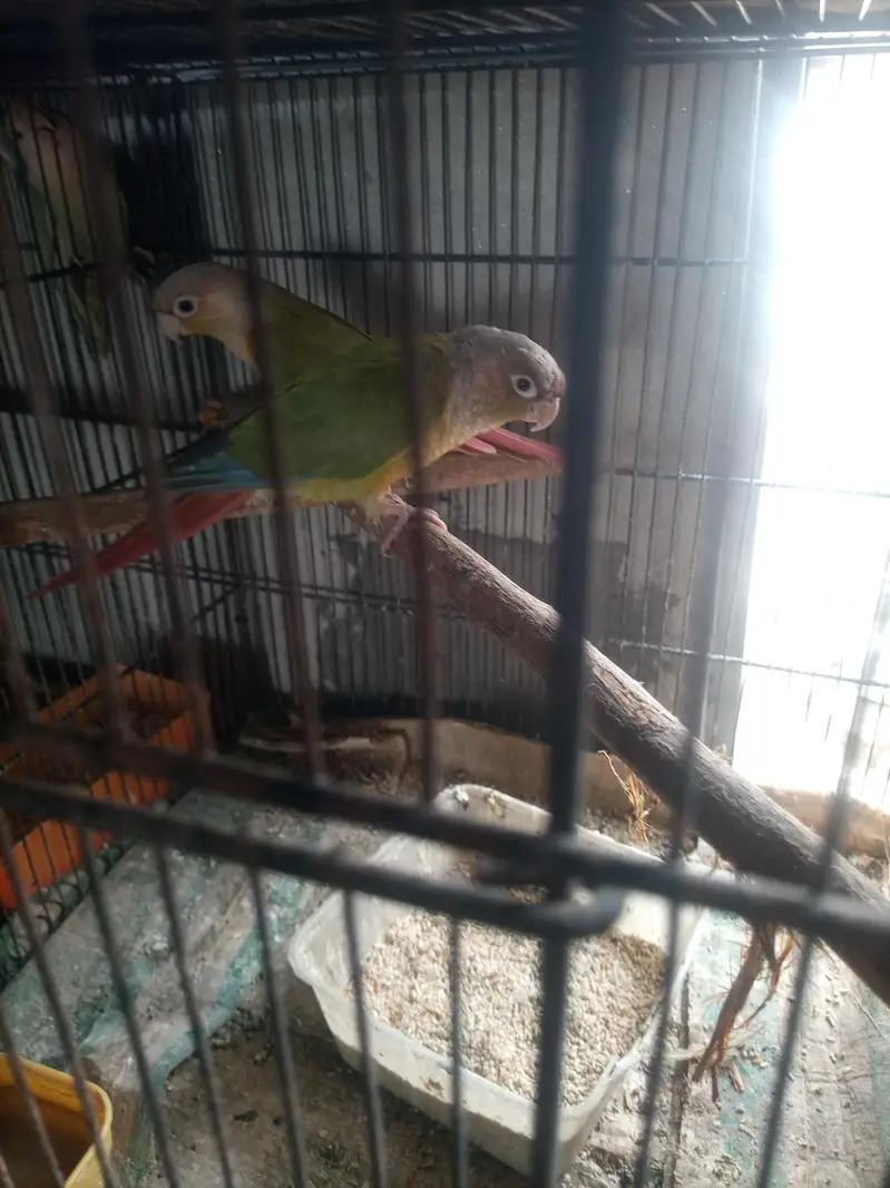 conure — photo 5