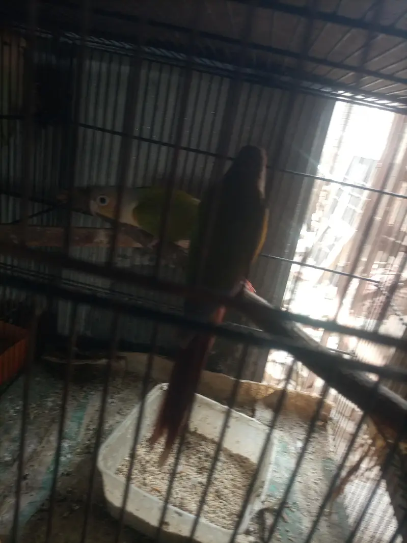 conure — photo 6