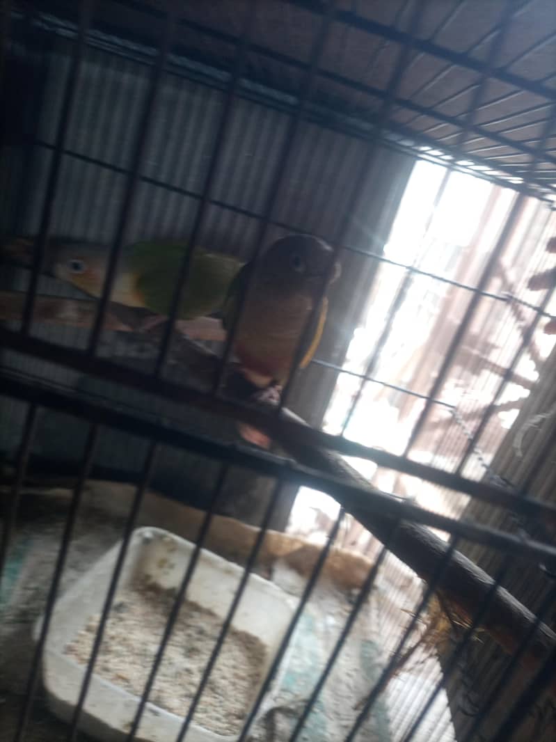 conure 6