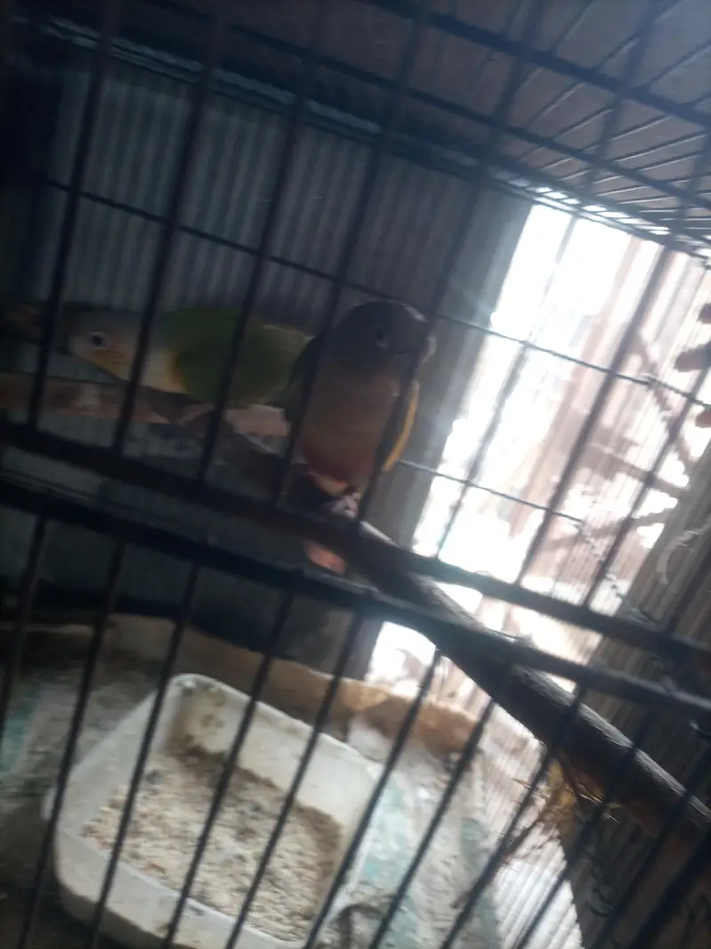 conure — photo 7