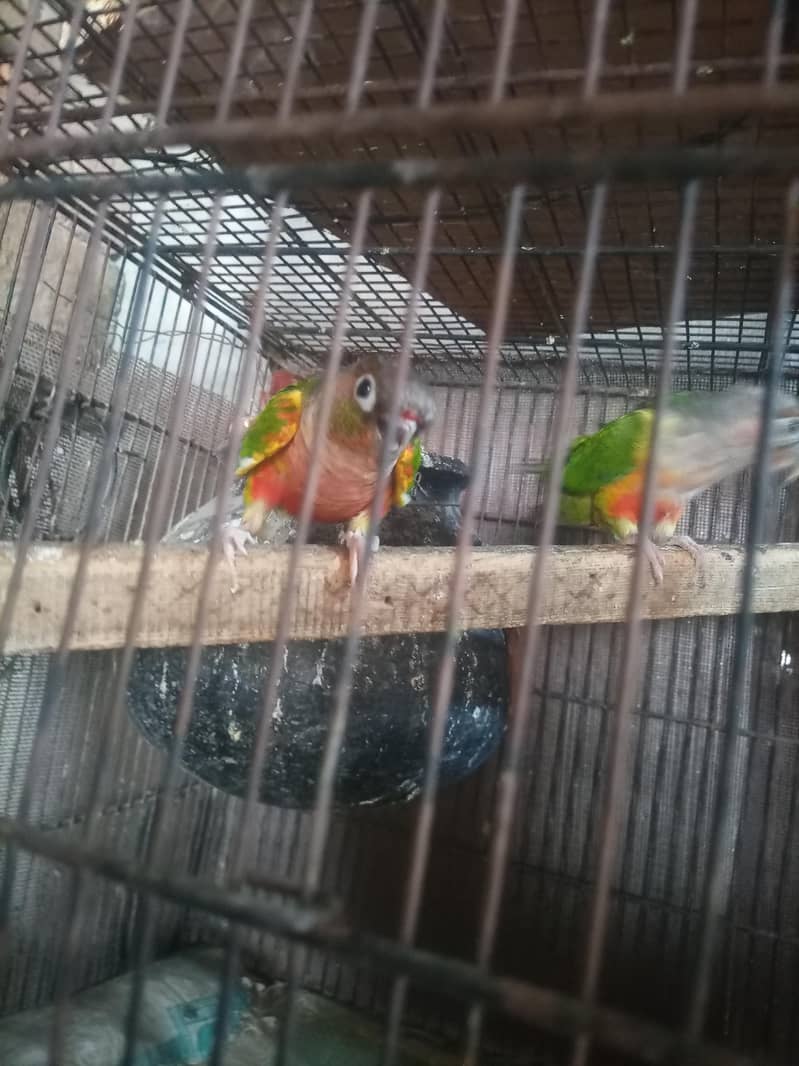 conure 7