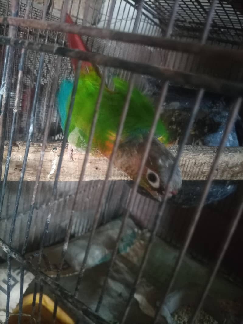 conure 8