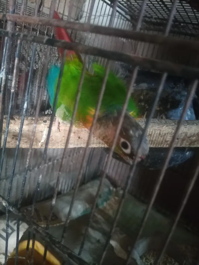 conure — photo 9