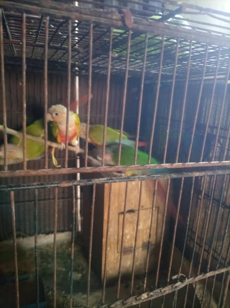 conure 9