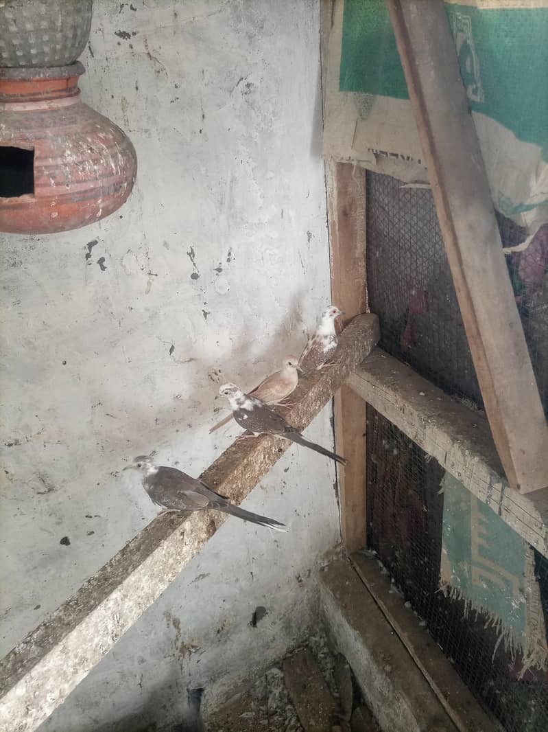 conure 10