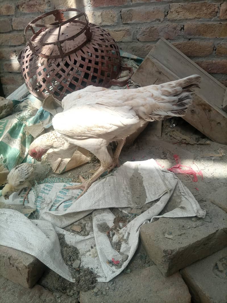 conure 12