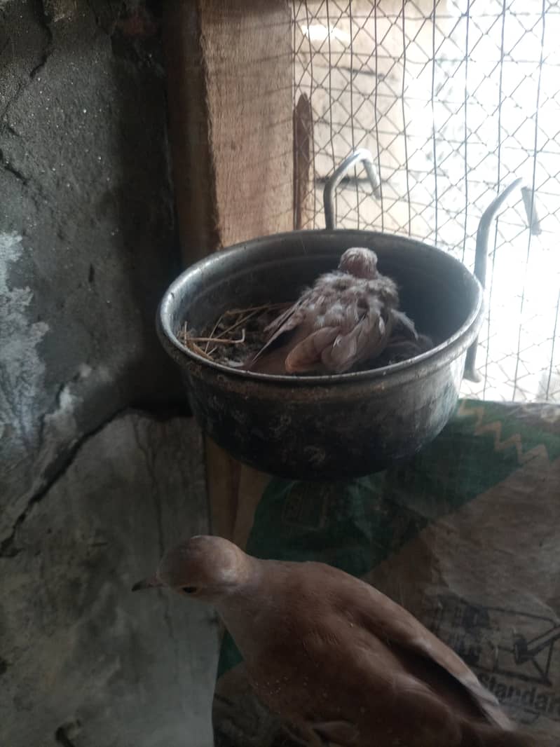 conure 14