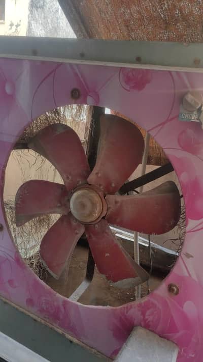 COLLER FOR SALE