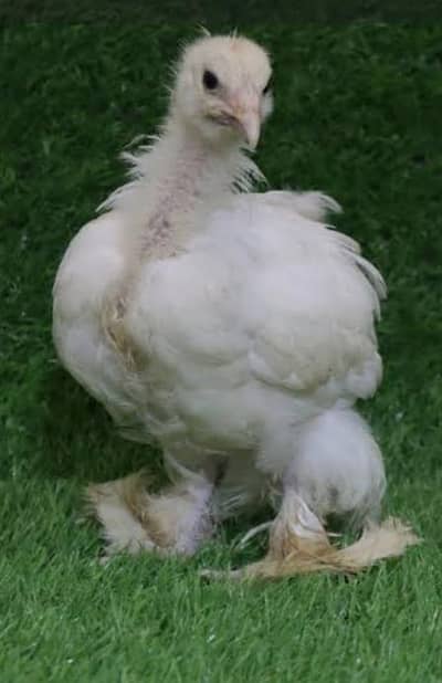 High-Quality Bantam Chicks for Sale