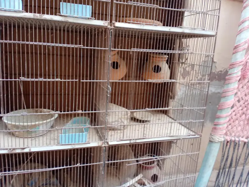 1.5*1.5 iron cage urgent for sale — photo 3