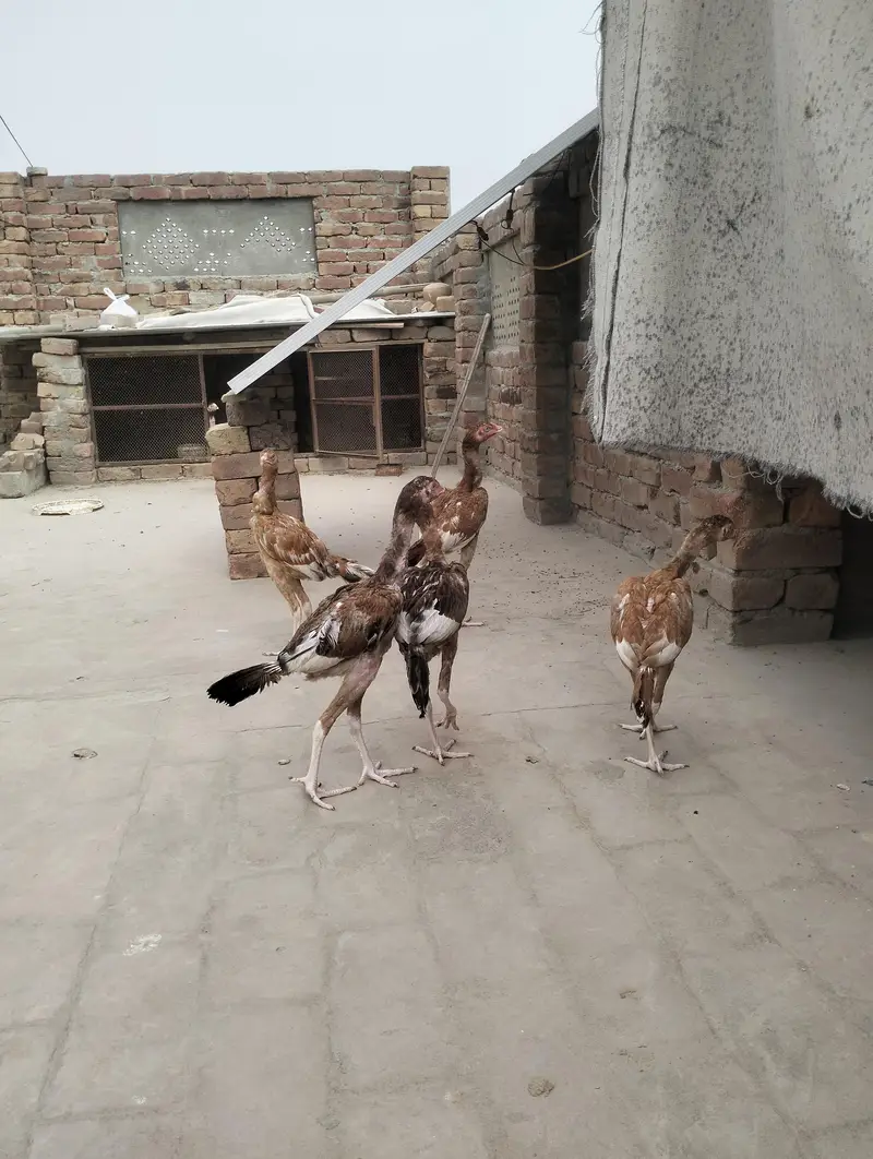 aseel pathy — photo 5