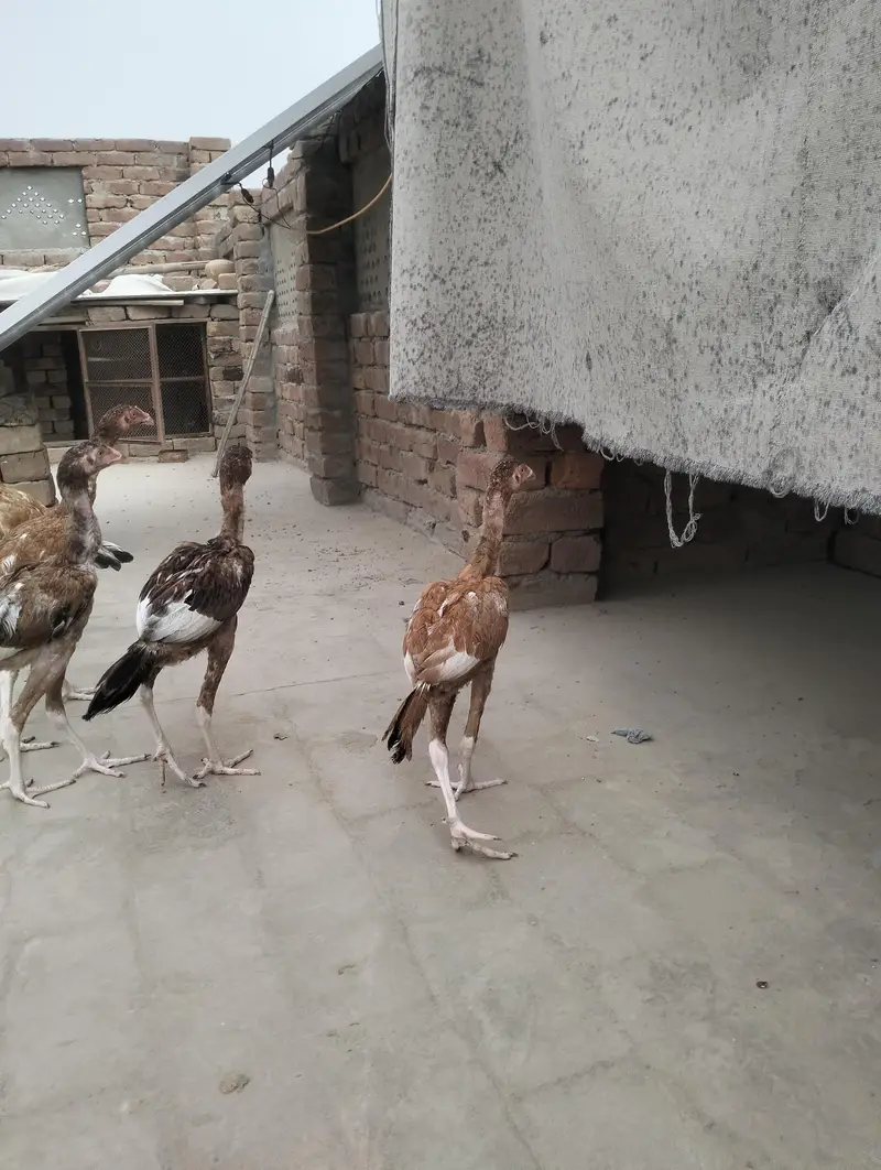 aseel pathy — photo 6