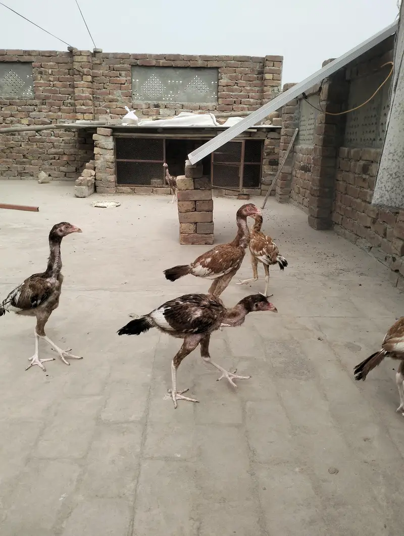 aseel pathy — photo 8