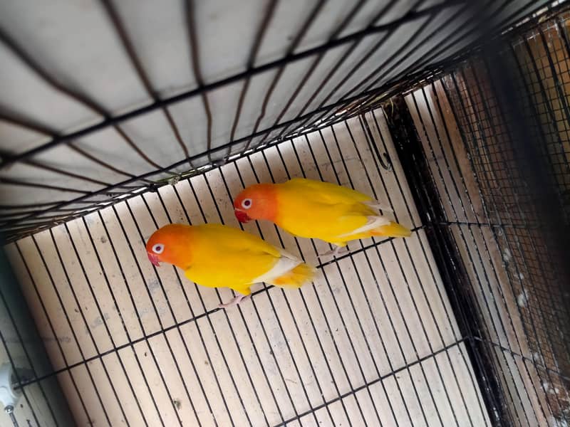 lovebirds in reasonable prices. 1