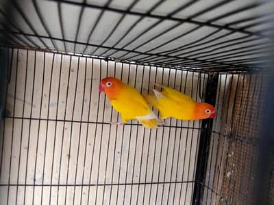 lovebirds in reasonable prices.