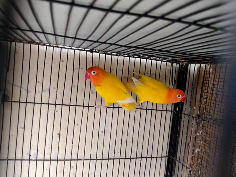lovebirds in reasonable prices. 0