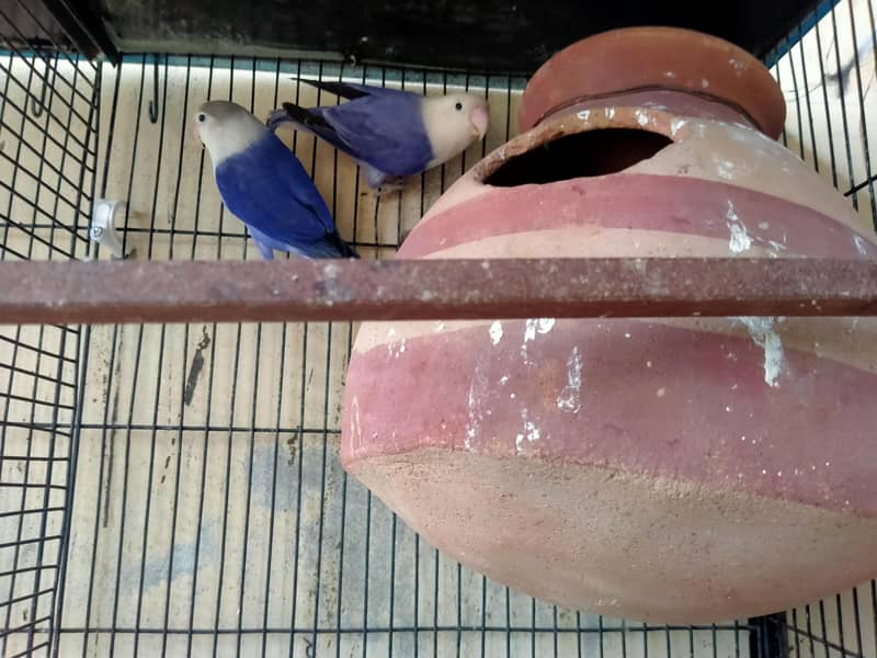 lovebirds in reasonable prices. 2