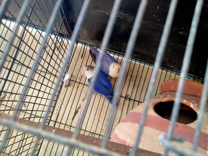 lovebirds in reasonable prices. 3