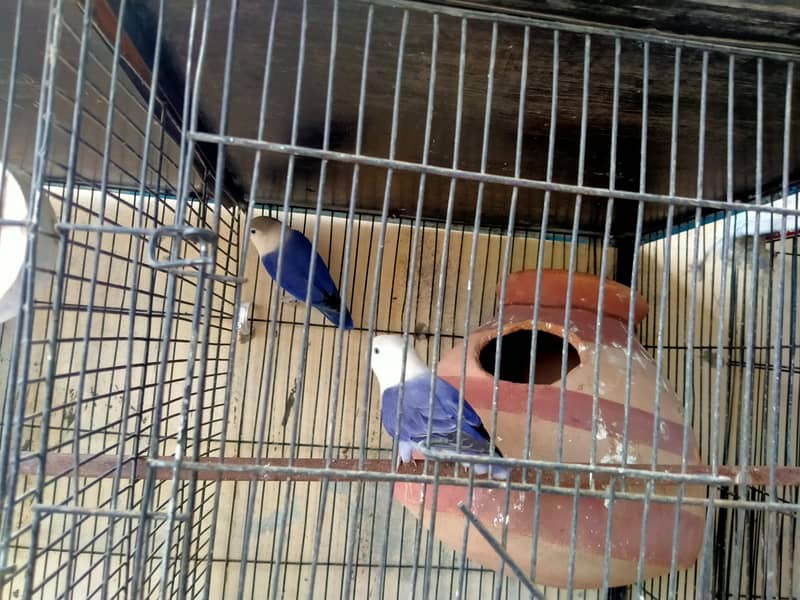 lovebirds in reasonable prices. 4