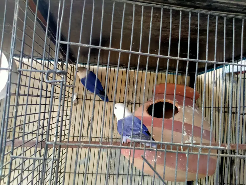 lovebirds in reasonable prices. — photo 5
