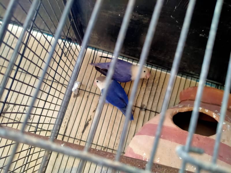 lovebirds in reasonable prices. 5