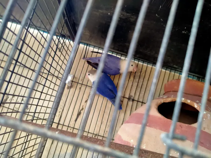 lovebirds in reasonable prices. — photo 6